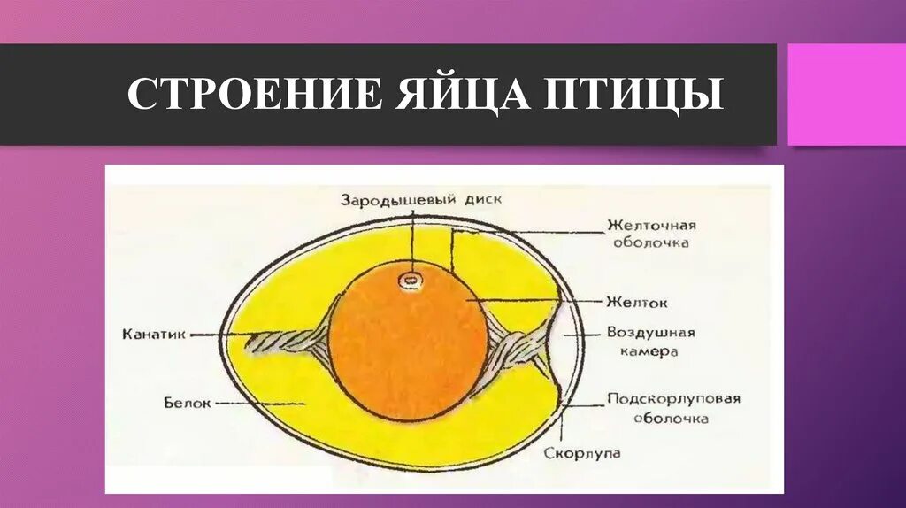 Строение яйца и функции. Строение яйца птицы. Строение яйца птицы биология. Строение птичьего яйца. Особенности строения яйца птицы.