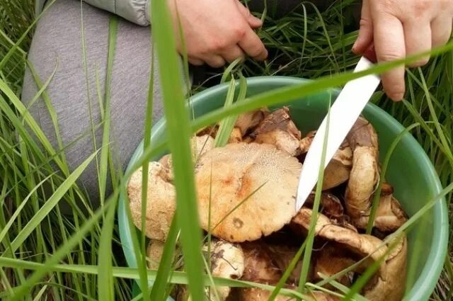 Съедобен ли человек