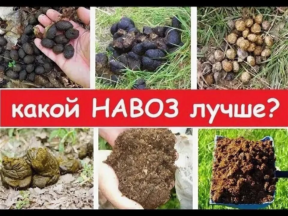 Какой навоз самый лучший. Самый лучший навоз. какой навоз лучше. виды помет. овечий навоз.