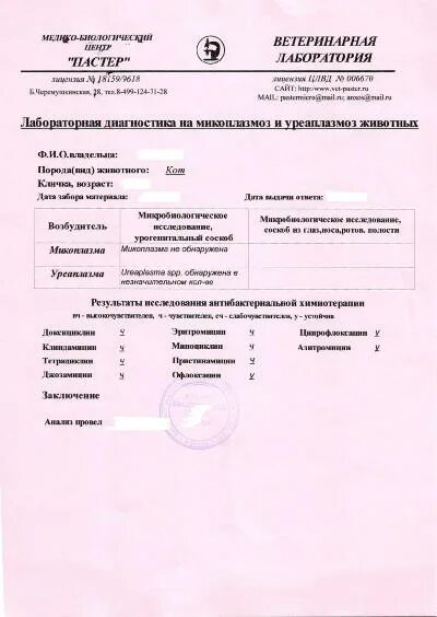 Микоплазмоз у кошек передается. Микоплазмоз анализ. уреаплазмоз лабораторная диагностика. микоплазмоз у собак лечение схема лечения.