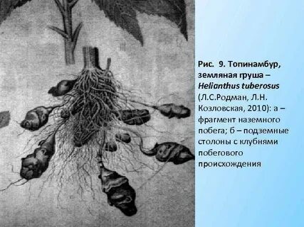 Подземный побег картофеля