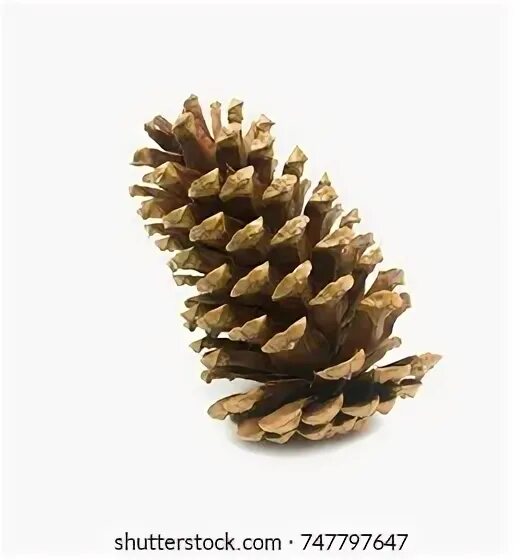 Pine up