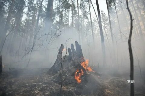 Жара лесной