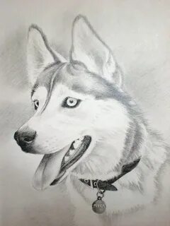Как нарисовать хаску