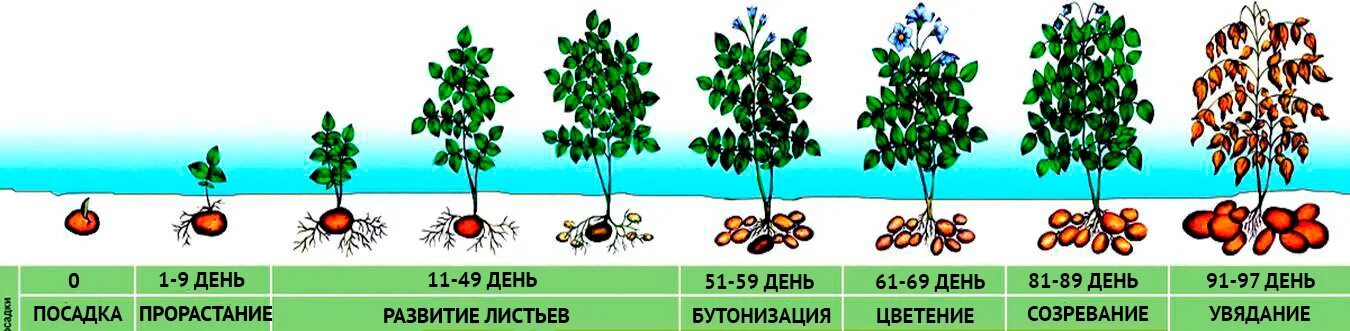 Картофель коллета описание. Картофель этапы вегетации. Фазы развития картофеля. Период вегетации у растений что это у картофеля. Картофель вегетац период вегетации.