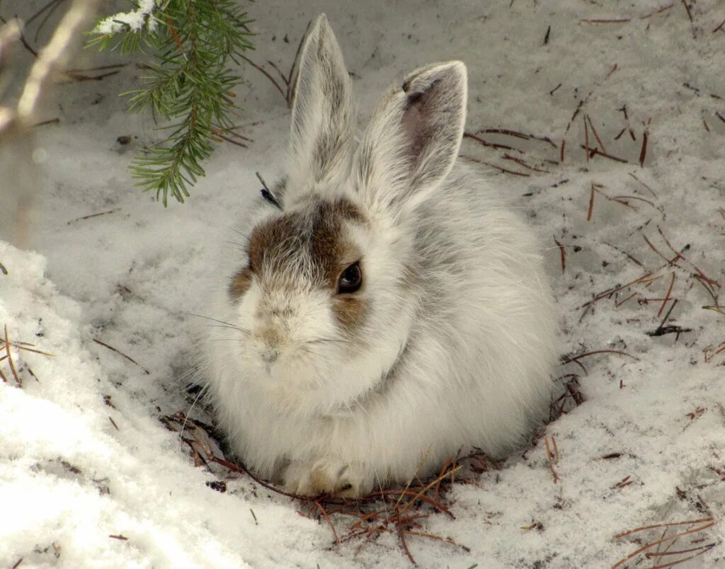 Картинки зайцев. Американский Беляк. Заяц Беляк с зайчатами. Кролик Беляк. Заяц толай зимой.