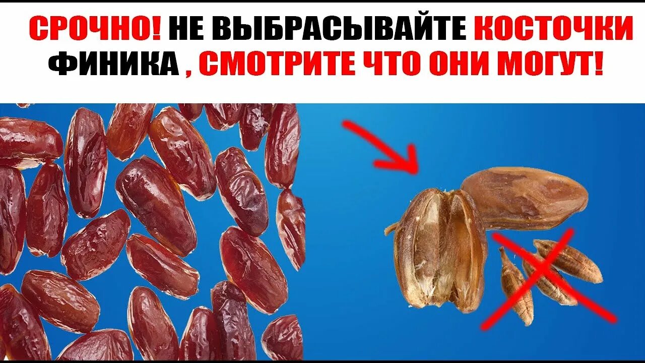 Финиковая косточка. Косточки финика от камней. Косточки финика от камней. Финики без сиропа. Косточки финика от камней.