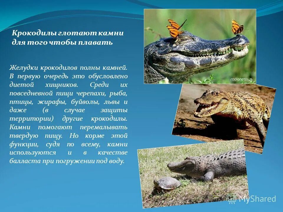 Крокодилы. Крокодил или аллигатор. Крокодил лолонг. Крокодил с открытой пастью. Оринокский крокодил атака.