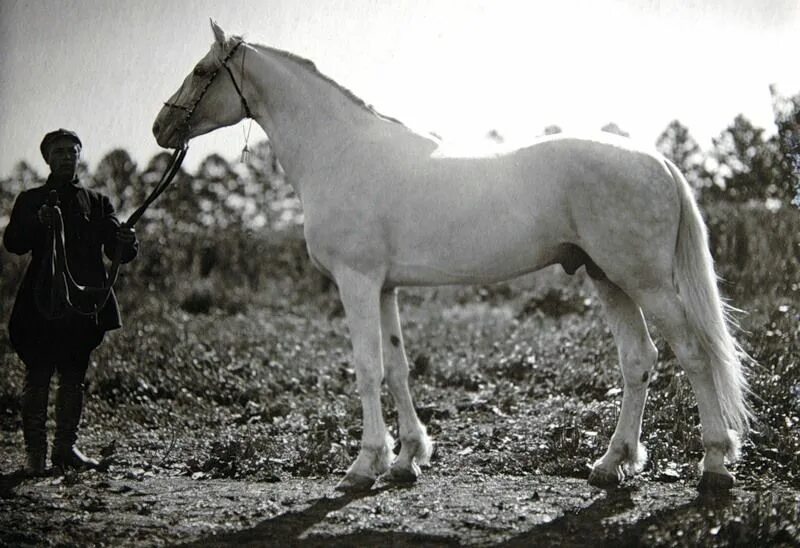 Орлов порода Орловский рысак. Орловский рысак Крепыш. Лошадь породы Орловский рысак. Horse story