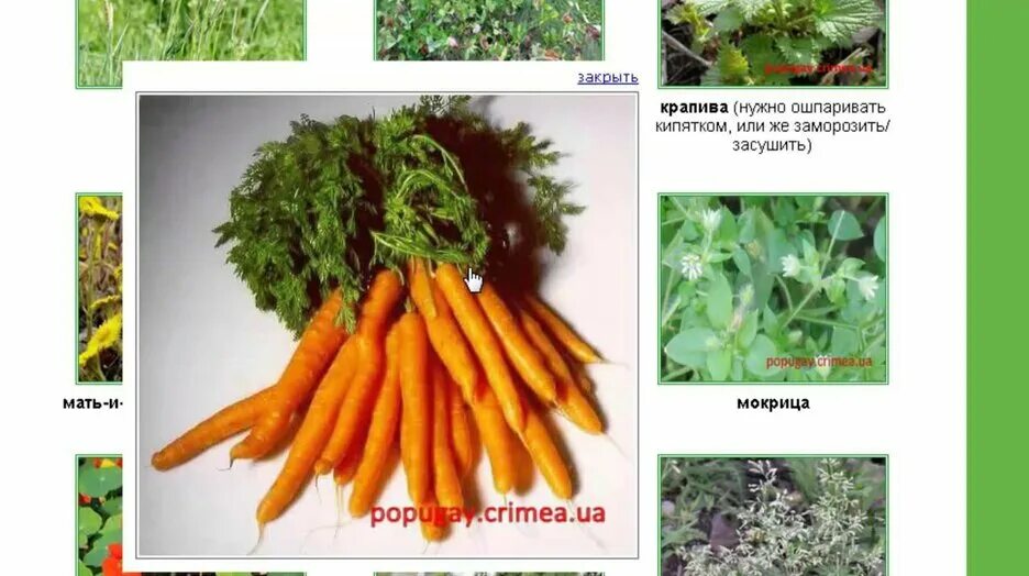 Какую траву можно попугаям. Какие травы можно давать попугаю. какие травы можно волнистому попугаю. какую траву можно давать волнистым попугаем. какие растения можно давать волнистым попугаям.