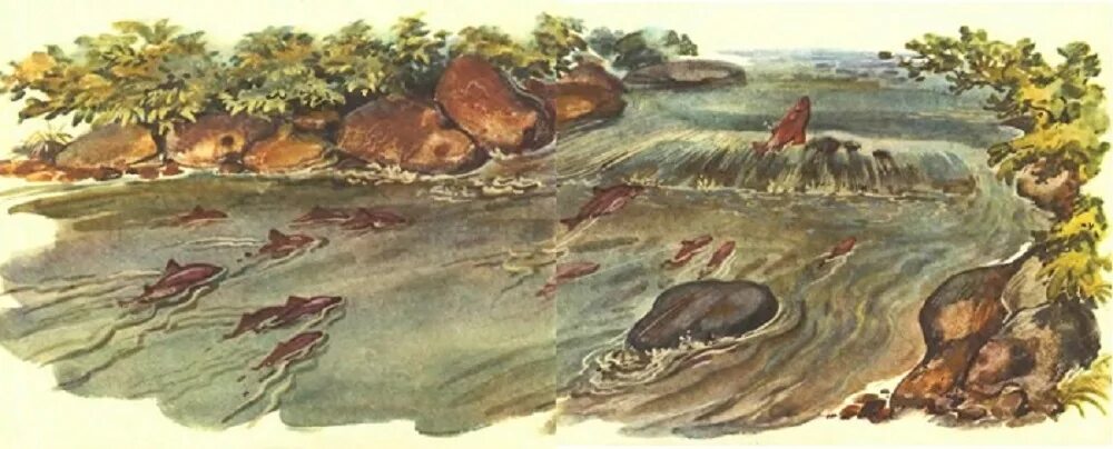 Рыбы следопыты. Рыбы следопыты. Рыбы-следопыты лосось. Рыбы следопыты. Следопыт значение слова.