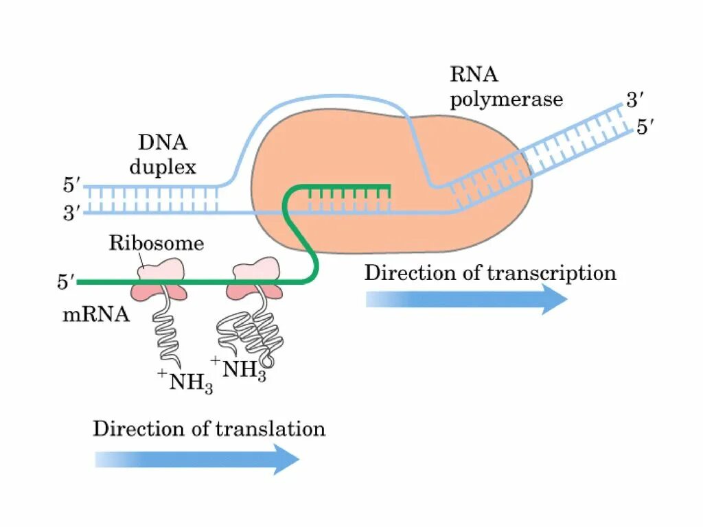 Фермент хеликаза. РНК полимераза строение. РНК-полимераза II. ДНК-зависимая РНК-полимераза прокариот. ДНК полимеразы прокариот.