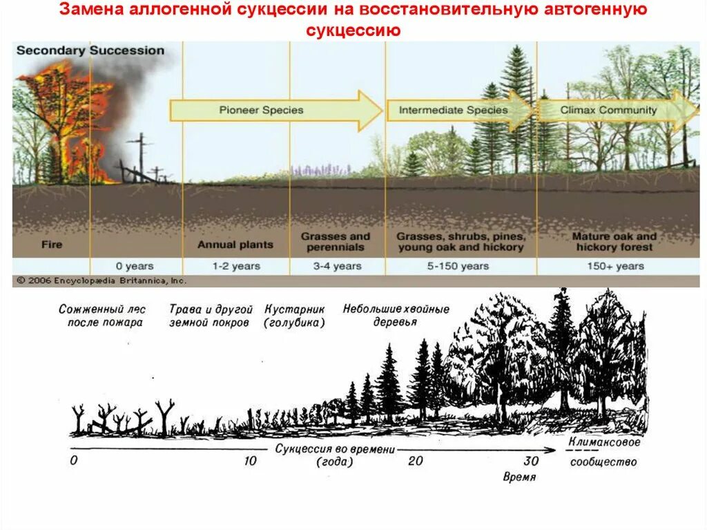 Примерами естественной смены экосистем являются. Развитие экосистем: сукцессии, этапы сукцессии.. Схема смены вторичной сукцессии. Примеры вторичной (восстановительной) сукцессии. Фазы сукцессии схема.