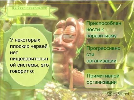 Тест по плоским и круглым червям