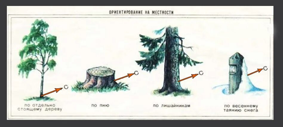 Природные признаки определения сторон горизонта. Как ориентироваться на местности по деревьям. Ориентирование без компаса в лесу 2 класс. Ориентирование по деревьям и растениям. Как определить стороны света по деревьям.