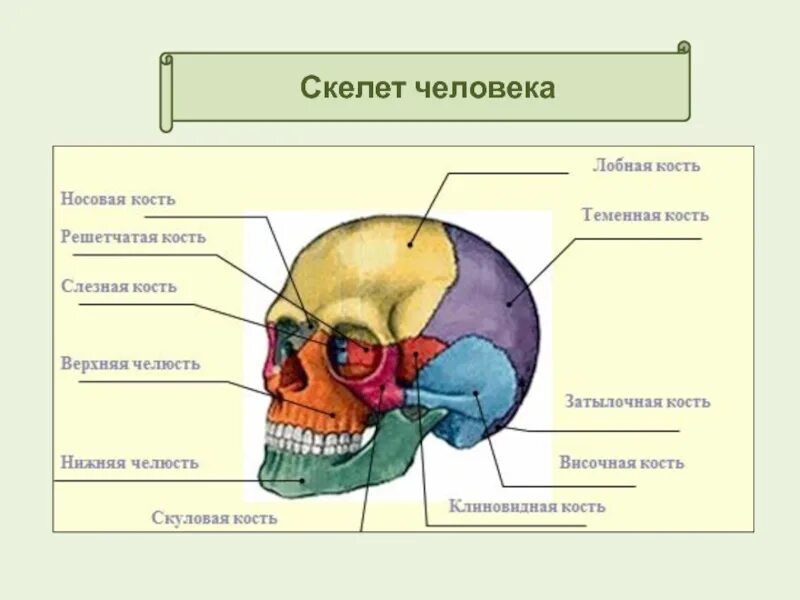 Соединения костей скелета головы. Скелет головы решетчатая кость. скелет головы человека решетчатая кость. скелет человека соединение костей скелет головы. височная кость на скелете.