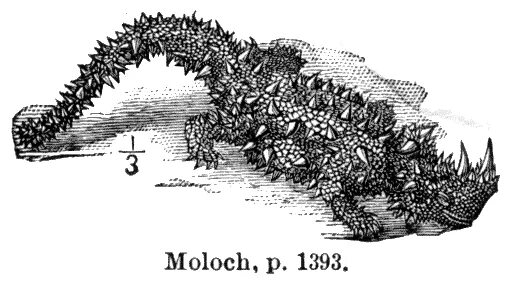 молох ящерица. молох мк. молох 2022. символ молоха. - молох (лат.