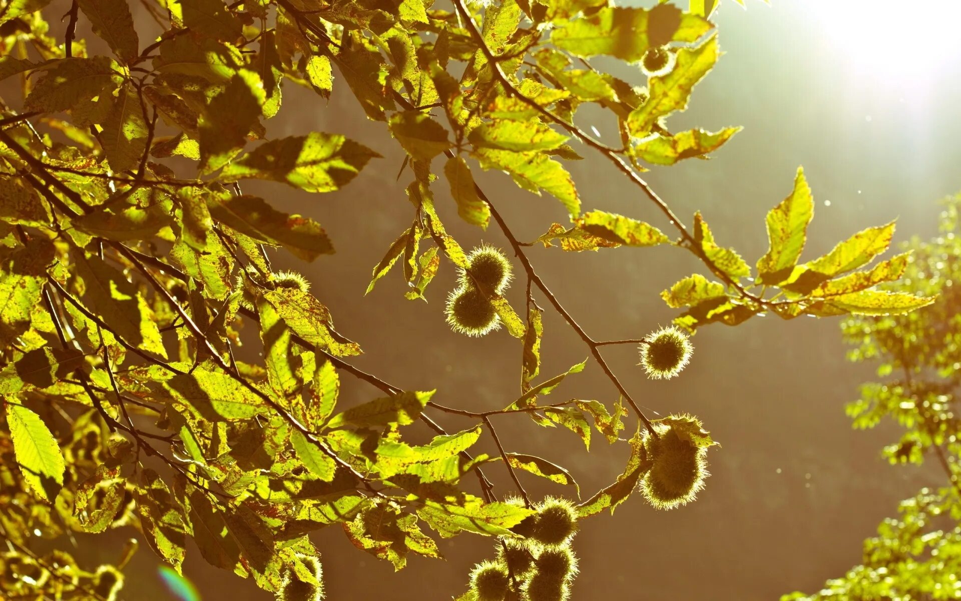 Осень в кумертау. Дерево с летящие желтые листья. Кора березы с листьями. 1280х1024 oliver tree. Половина дерева с листьями.