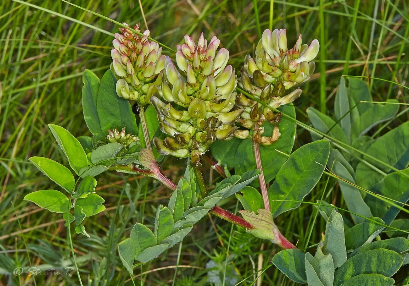 Астрагал солодколистный. Астрагал солодколистный (Astragalus glycyphyllos). Астрагал солодколистный (Astragalus glycyphyllos l.). Солодка и астрагал.