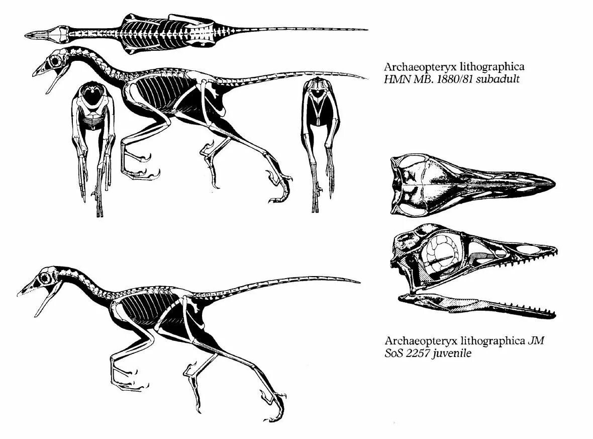 Archaeopteryx скелет. Археоптерикс дромеозаврид. Палеонтология Археоптерикс. Archaeopteryx lithographica. Скелет археоптерикса