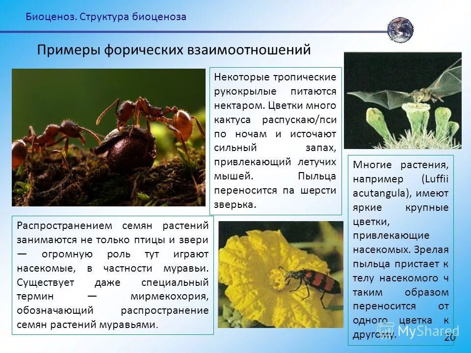 Муравьи и семена растений. Муравьи фуражиры. Съедобный муравей. Взаимополезные протокооперация примеры взаимоотношений. Муравьи и семена растений.