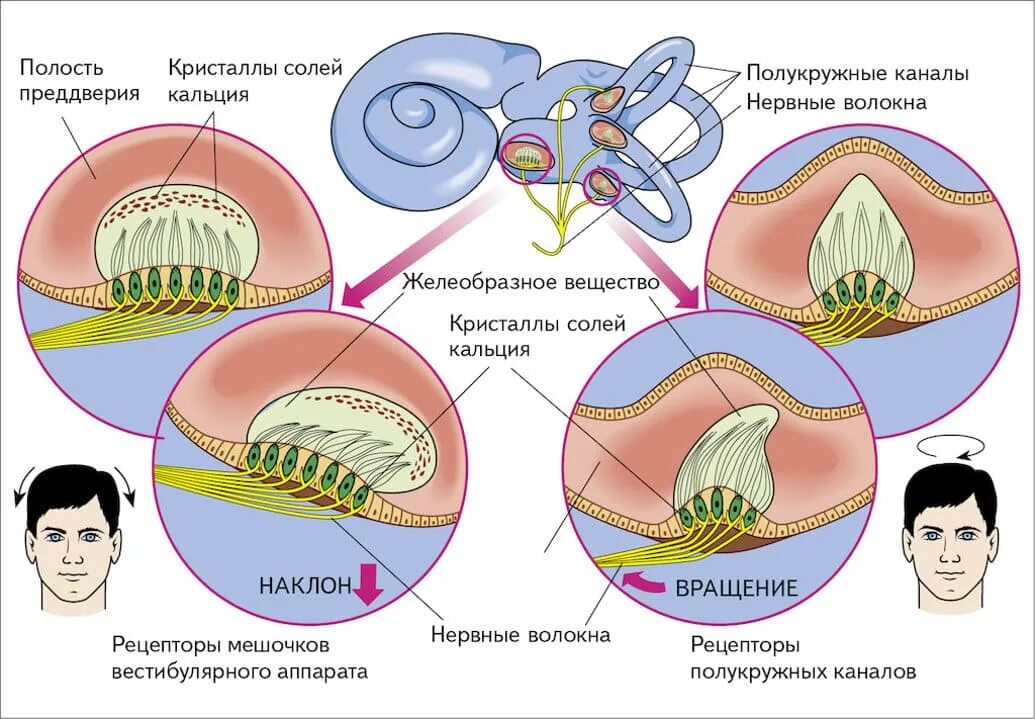 Вестибулярный аппарат является органом. Рецепторы вестибулярного анализатора. Полукружные каналы и мешочки вестибулярного аппарата. Строение полукружных каналов вестибулярного аппарата. Рецепторы сенсорных систем вестибулярного аппарата.