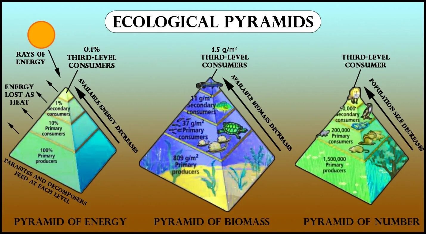 Экологическая пирамида. Types of Pyramid. Energy Pyramid. Pyramid of biomass.