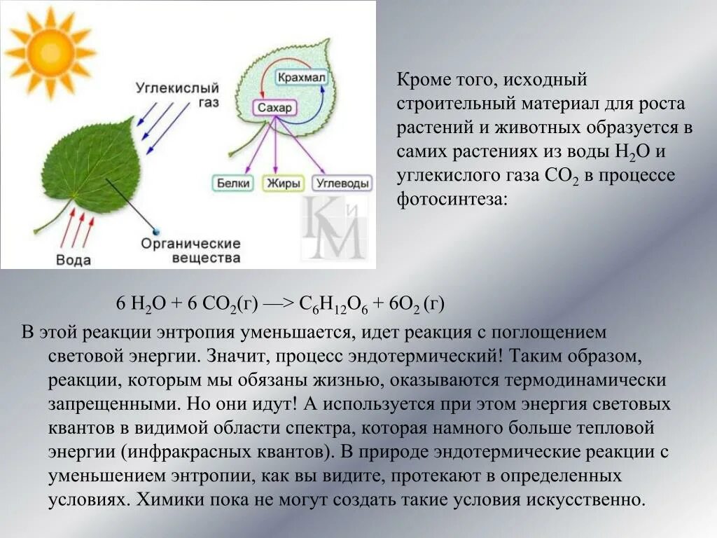 В результате фотосинтеза образуются крахмал