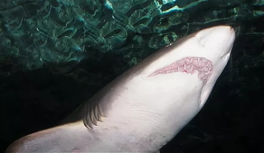 Акулы во владивостоке. У Владивостока водятся акулы. Новая Зеландия акулы. Белая акула Владивосток. Какие акулы водятся на Сахалине.
