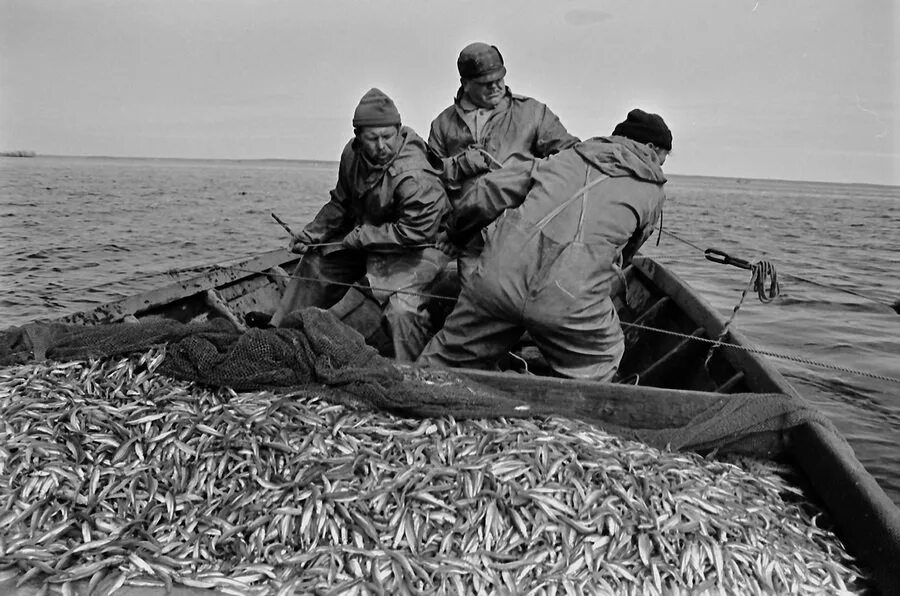 Какой промысел был распространен в районе астрахани. Белозерский снеток. Снеток Селигерский. Снеток промысел. Белозерский снеток рыба.