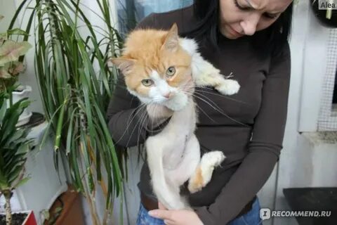 Чем заменить кошку