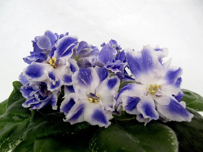 Фиалка рс омут. Сорт фиалки рс виконт. Фиалка рс диво дивное. Рс комета сенполия. Фиалка визирь.