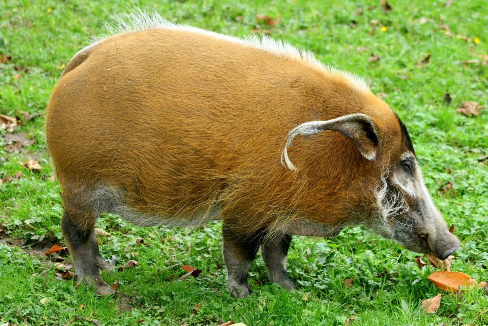 Red hog. Red river hog. кистеухая свинья поросенок. кустарниковая свинья. речная кистеухая свинья.