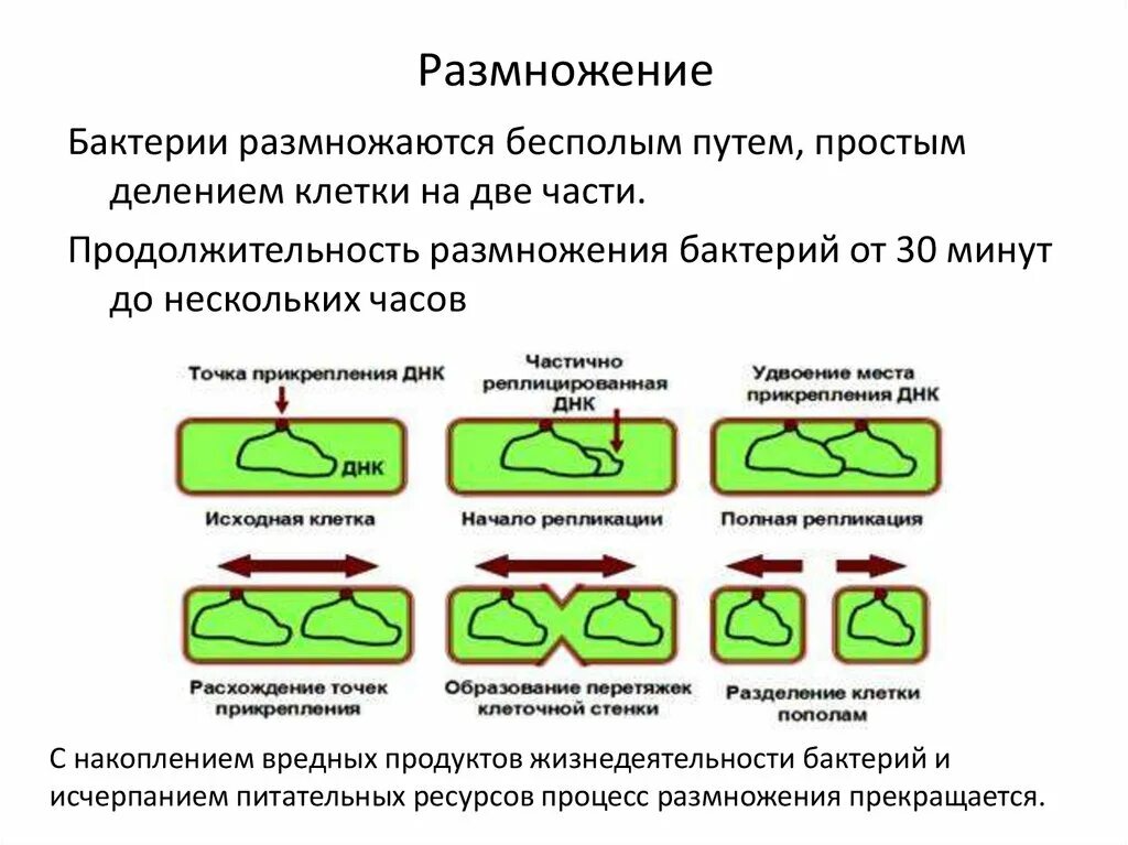 Размножение бактерий примеры. Типы размножения бактерий. Способы размножения бактерий схема. Размножение бактерий схема. Процесс размножения клетки бактерий.