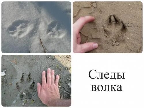 Как отличить следы. Отличие собачьего следа от волка. Чледв олка и собаки отличия. След волка и собаки отличия на песке. След волка.