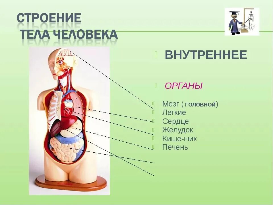 Форма органов человека. Строение человека. Строение тела человека. Строение органов человека. Структура тела человека.