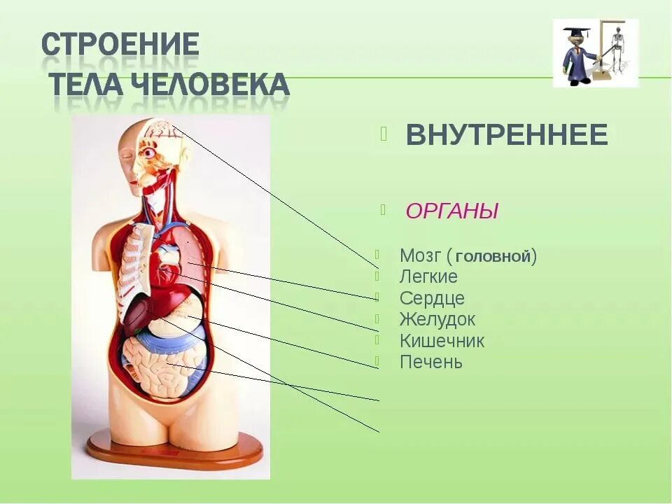 Строение человека рисунок. Строение человека. Строение тела человека. Строение органов человека. Структура тела человека.