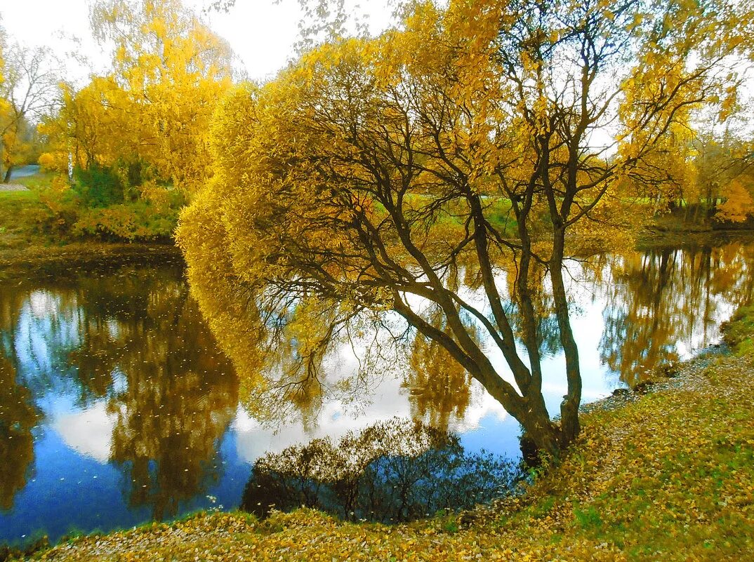 4 времени ивы. Ива в лучах солнца фото. Фотообои ива. Ива дерево женской магии. Красивые деревья у реки.
