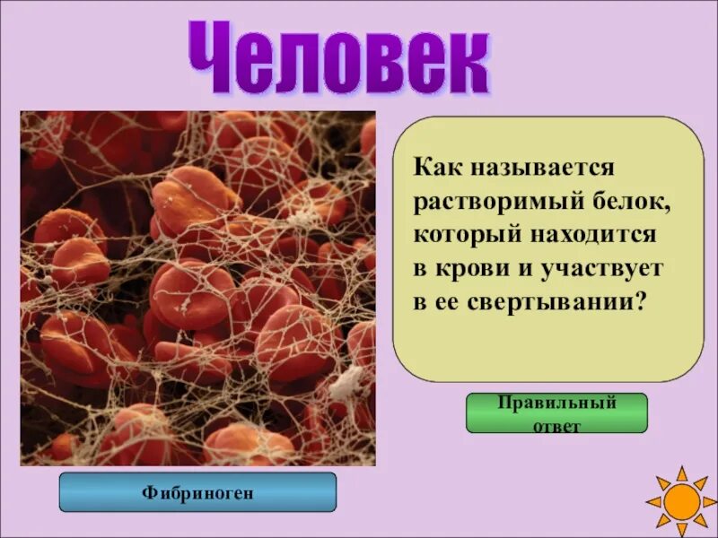 Белки принимающие участие в свертывании крови