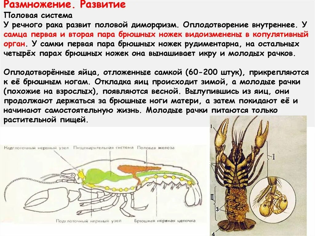 Развитие речного рака. Внутреннее строение ракообразных. Размножение и развитие ракообразных. Система размножения ракообразных. Половая система система ракообразных.