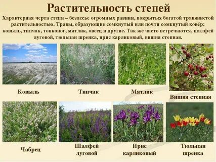 типичные растения степи: 2 тыс изображений найдено в Яндекс Картинках