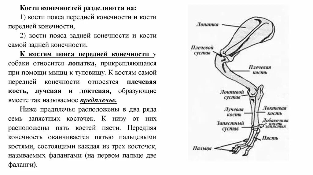 Строение передних конечностей собаки. Кости пояса передних конечностей собаки. Кости пояса задних конечностей у млекопитающих. Пояс передних конечностей у млекопитающих.