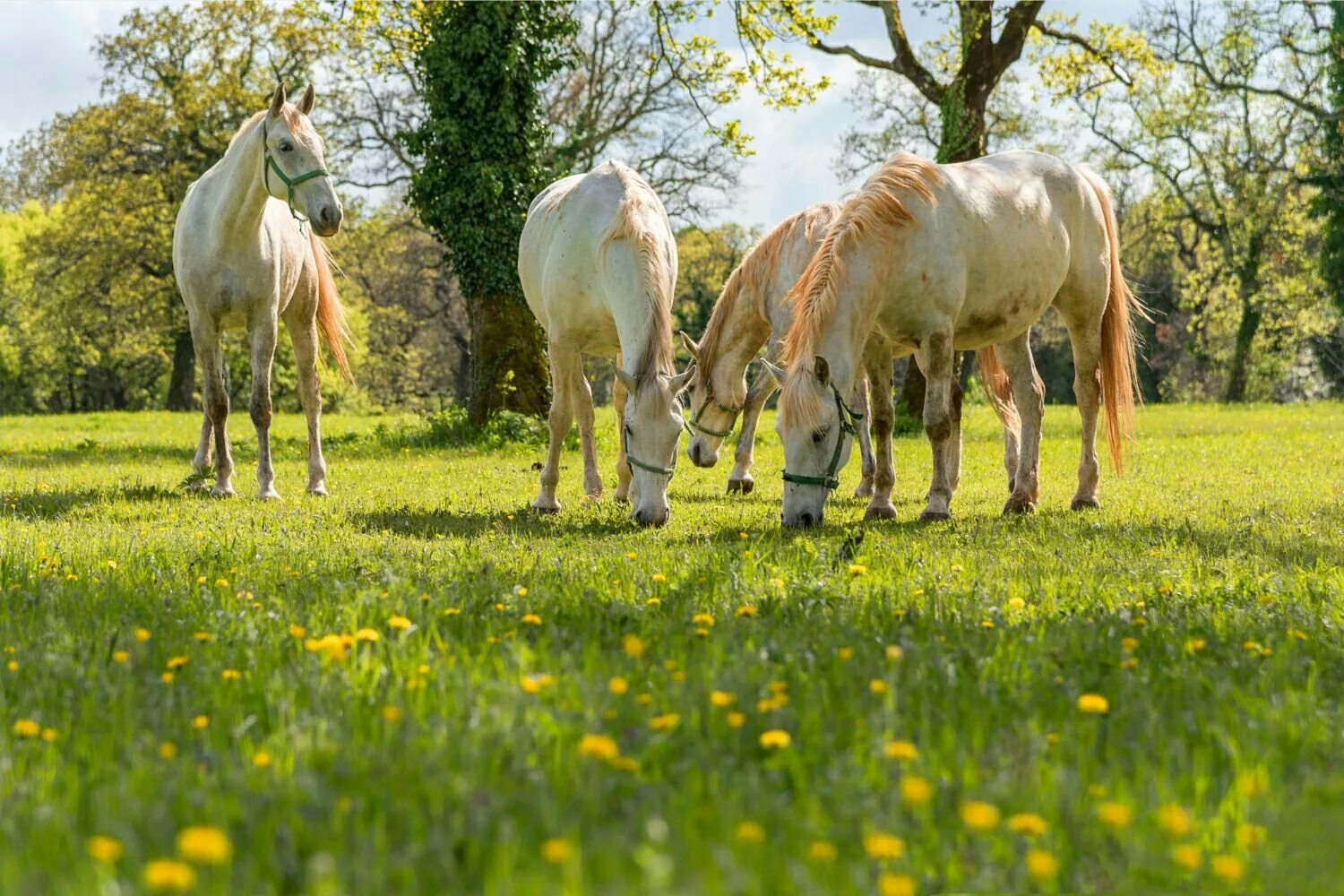 Horses are beautiful