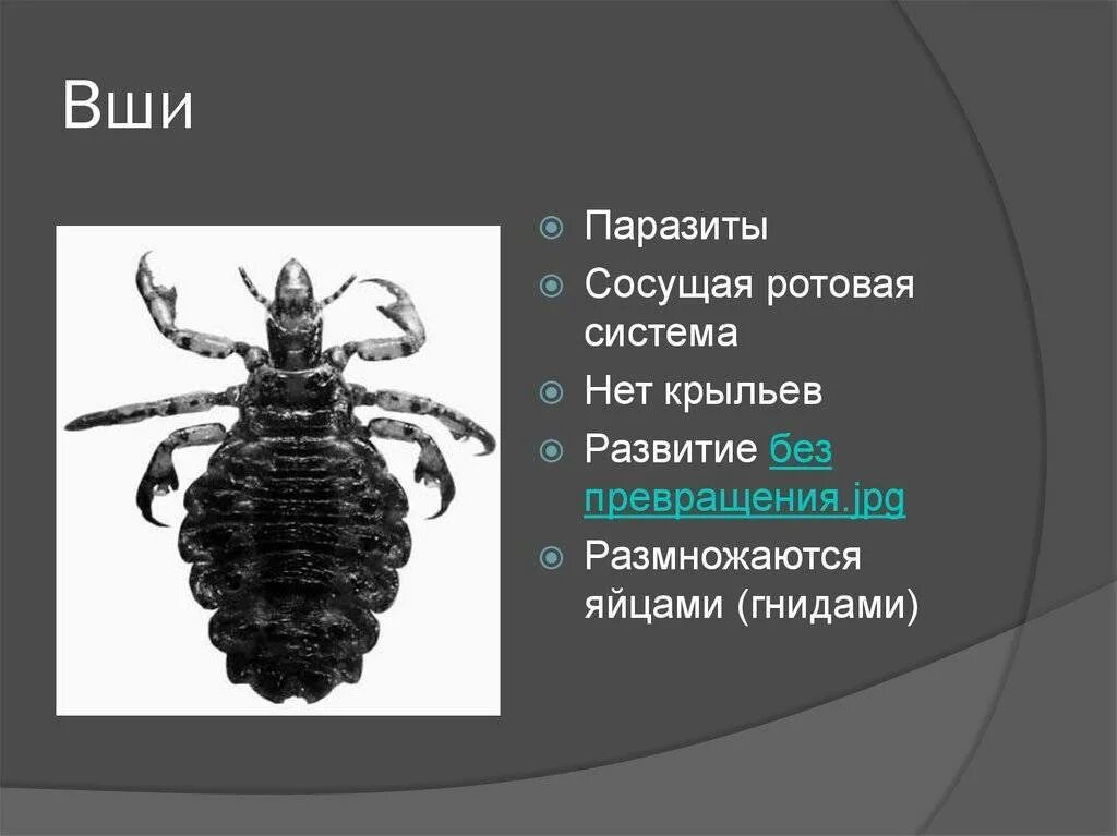 Вши представители. Представители отряда насекомых вши. вши характеристика. строение вшей.