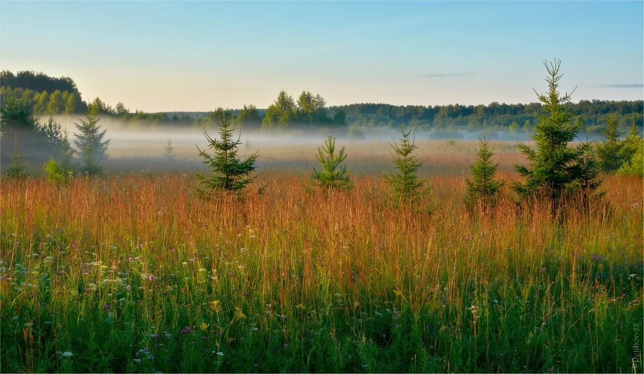 Зябкое утро. Природа в Рязанской области раняя лето. Прохладное утро. Раннее прохладное утро рассвет. Раннее летнее утро в воздухе впр