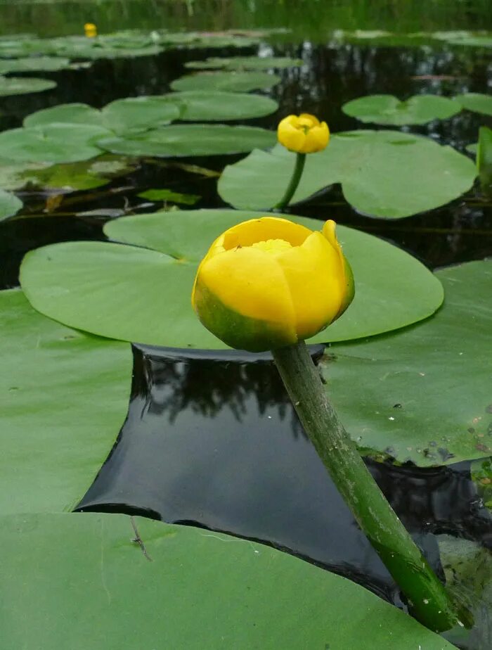 Какие растения в воде. Кувшинка желтая кубышка. Кубышка (Nuphar). Кубышка малая – Nuphar pumila (Timm) DC.. Кубышка желтая — Nuphar lutea (l.) Smith.