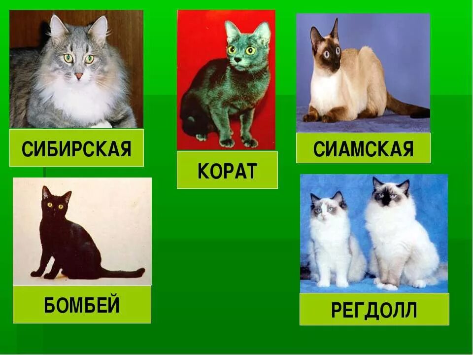 доклад про кошек. породы кошек слайд. проект породы кошек. проект на тему кошки. кошек 2 класс.