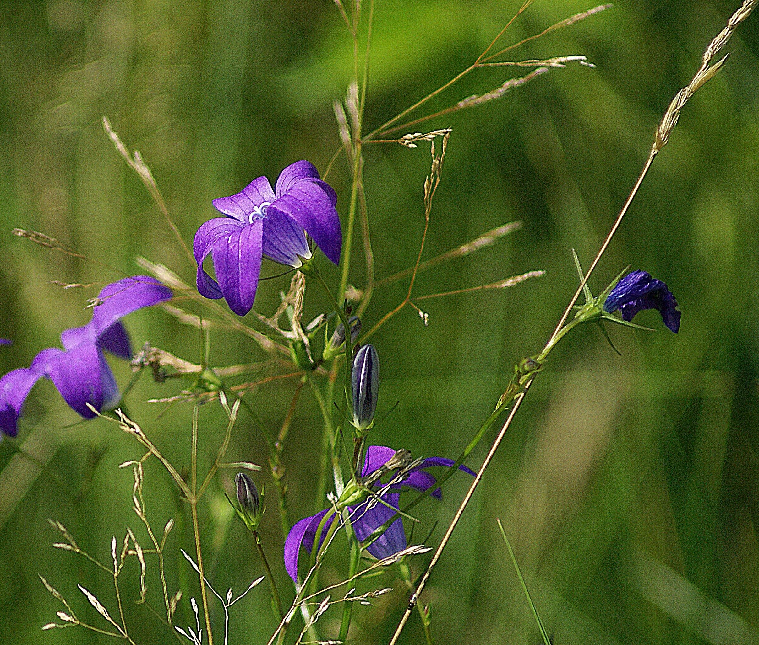 Колокольчик тонколистный полевой. Campanula patula. Луговой фиолетовый цветок тонколистный чертополох. Многолистник Луговой.