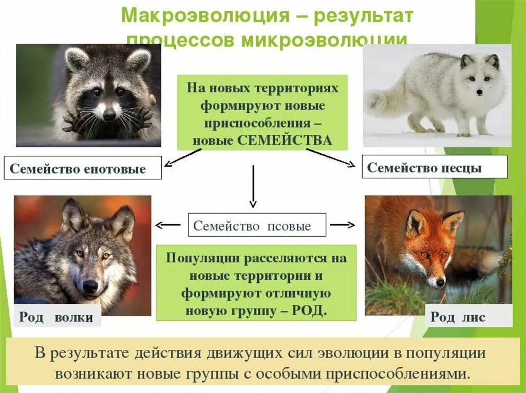 Материал для микроэволюции. Микроэволюция примеры. Макроэволюция примеры. Макроэволюция это в биологии. Макроэволюция результат.