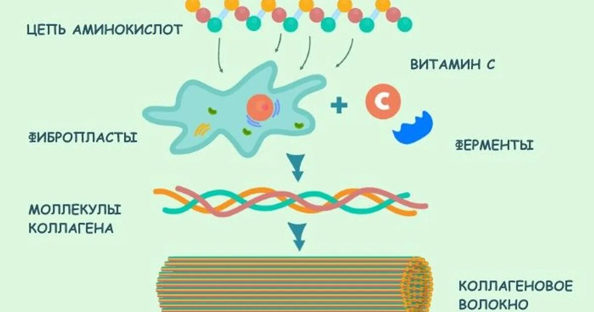 Витамин участвующий в синтезе коллагена. Витамины для синтеза коллагена и эластина. Синтез коллагена схема. Витамин с в синтезе коллагена. Синтез коллагеновых волокон витамин с.